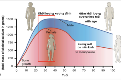 RẤT HAY: Khối lượng xương đỉnh và sức khỏe xương của trẻ  