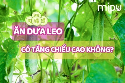 #CHIA SẺ Ăn dưa leo có tăng chiều cao không và những lợi ích của dưa leo